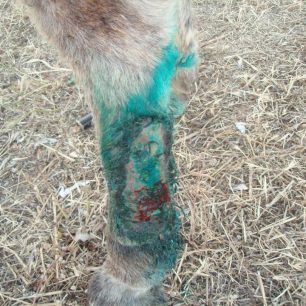 PAROS leg burn caused by hobbling rope (Large)